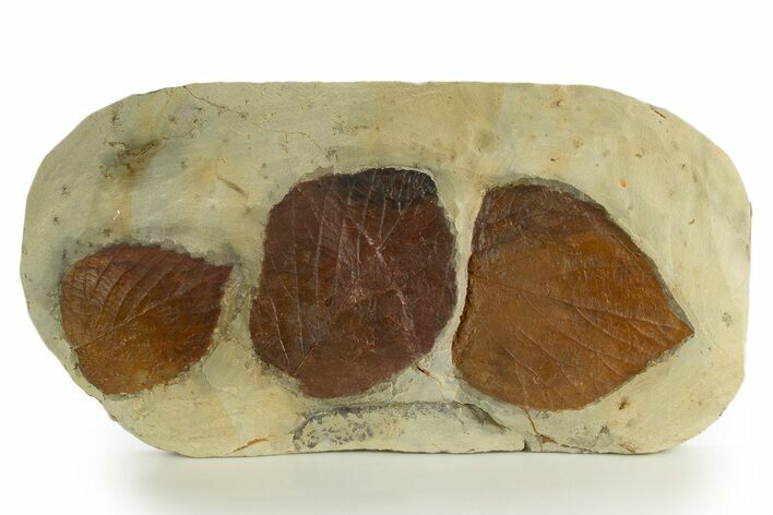 Plate with Three Fossil Leaves (Two Species) - Montana #331843